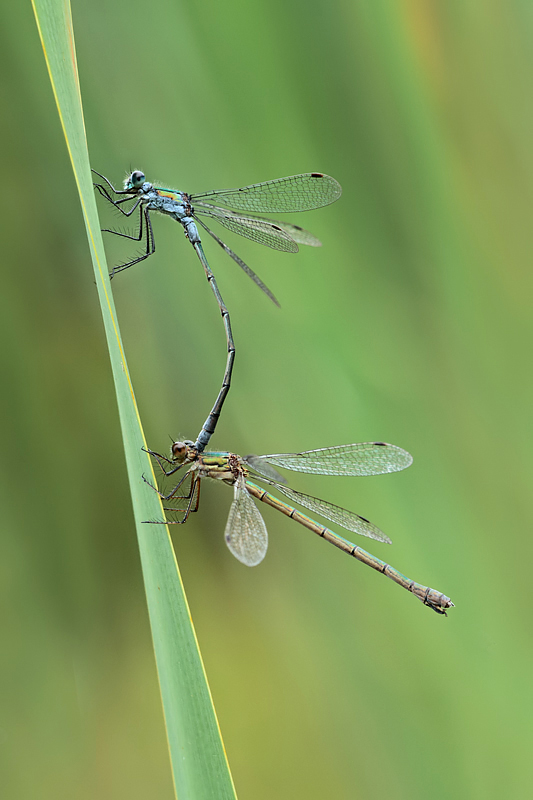 Emerald Damselflies mating